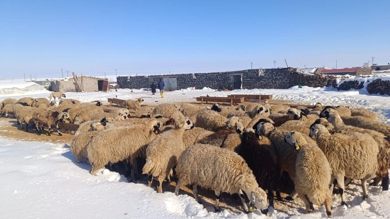 Karın ağırlığı ahırları yıktı: Yüzlerce kuzu dondurucu soğukta kaldı!