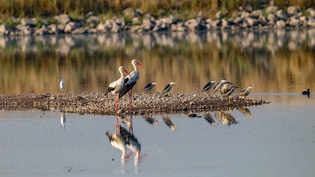 Diyarbakır'ın Doğa Harikası Yok Oluyor; Kabaklı Kuş Cenneti kuruyor!
