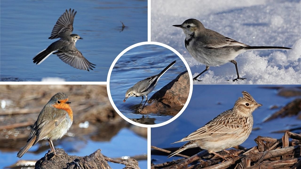 Dicle Vadisi’nde Beyaz Mücadele; Hevsel’in Sakinleri Yaşamın İzinde