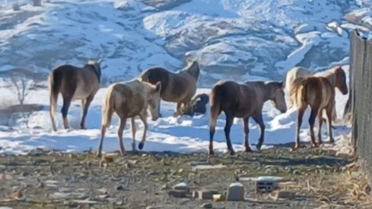 Diyarbakır'da bir ilk; Bu kez yaban atları merkeze indi