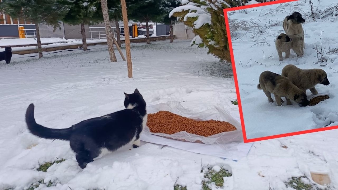 Diyarbakır Kayapınar’da 543 noktada hayvanlara şefkat eli