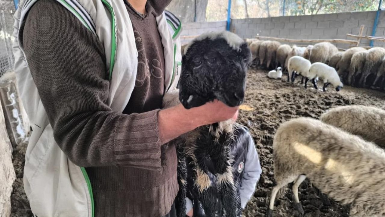 Çift başı ve 4 gözü ile doğan kuzu yaşama tutundu