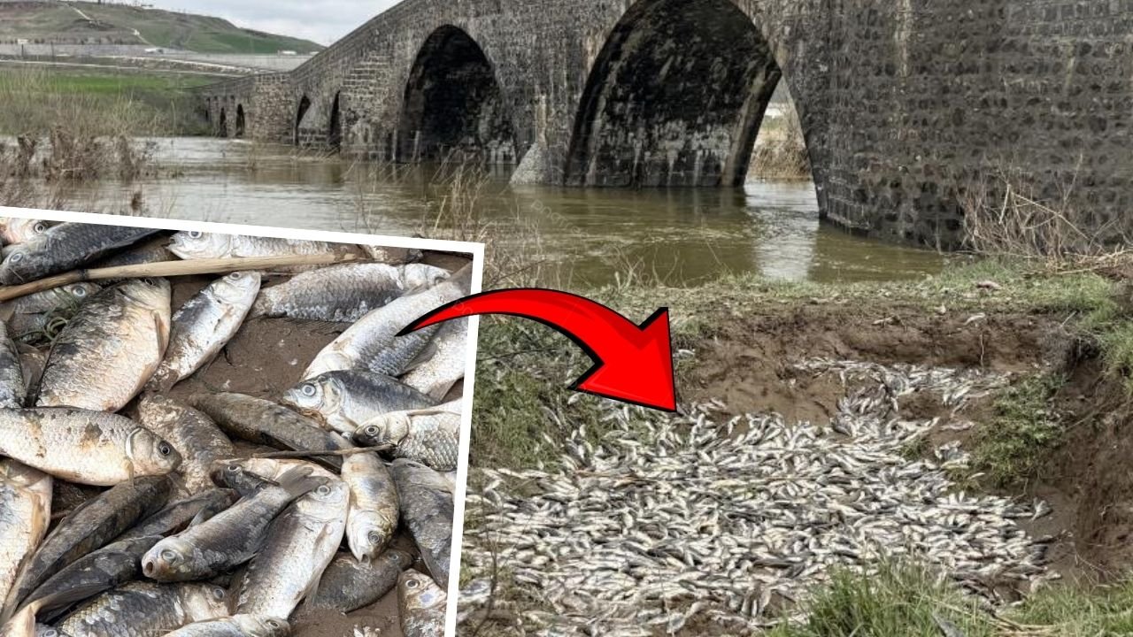 Diyarbakır'da Devegeçidi Deresi'nde toplu balık ölümleri