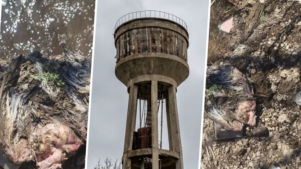 Yer Diyarbakır Ergani; Çeşmeden gelenler şaşırttı!