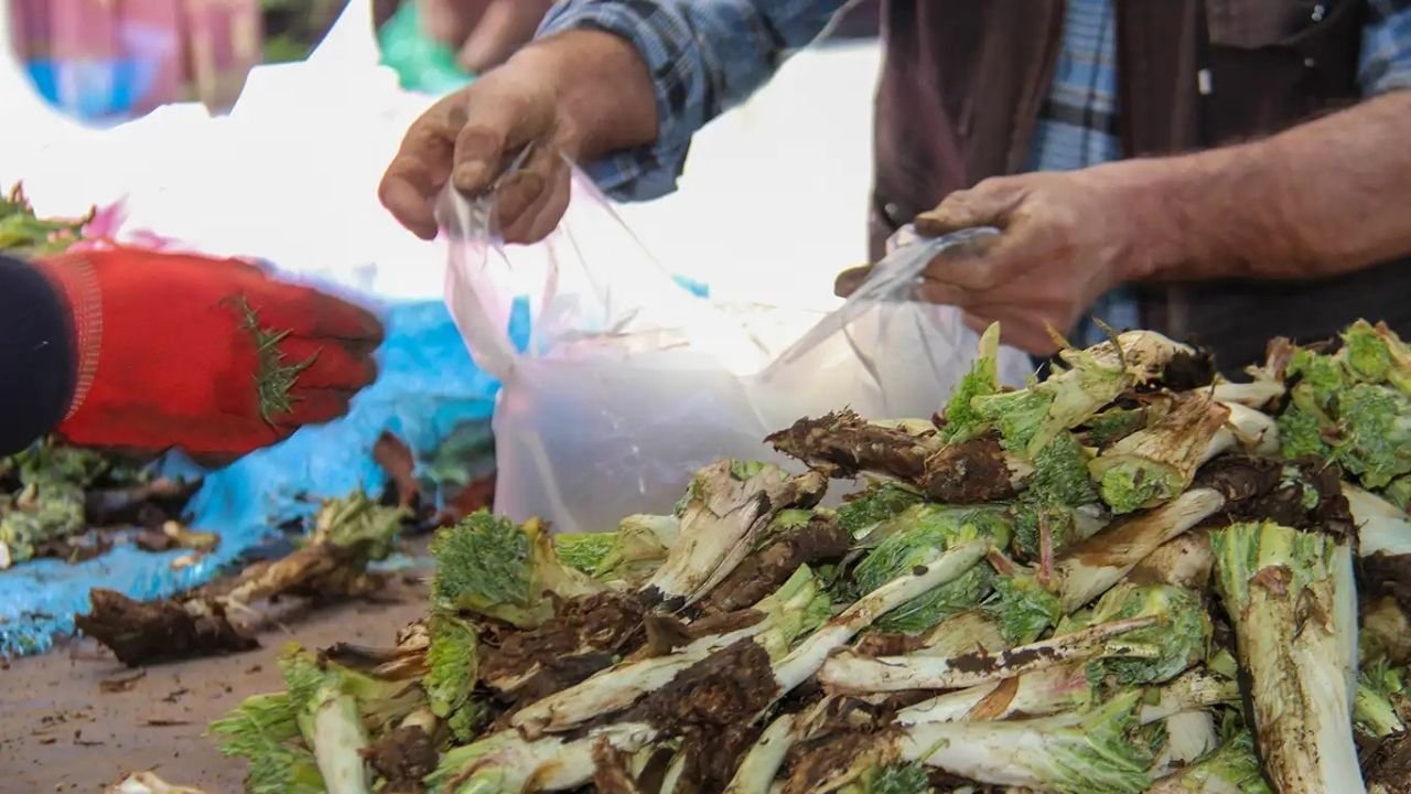 Diyarbakır'da şifa deposu kenger fiyatları cep yakıyor