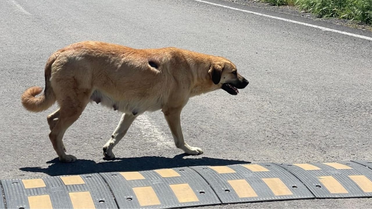 Diyarbakır Sur’da kuduz alarmı: Köpek öldü, testler pozitif çıktı, mahalleli tedirgin!