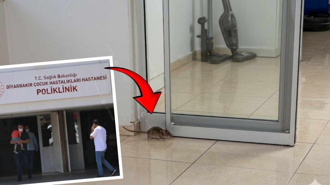 Diyarbakır Çocuk Hastanesinde fare alarmı; Sağlıkçılardan tepki!