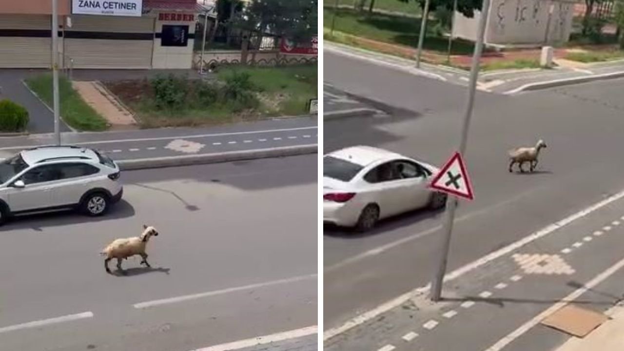 Diyarbakır'da koyun operasyonu: Trafikte kurbanlık alarmı!