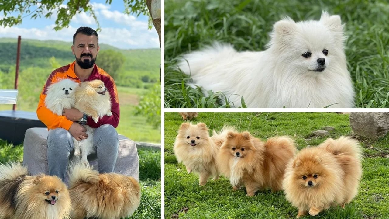 Diyarbakır Lice’de bir başarı hikayesi: Sosyete köpeği çiftliği