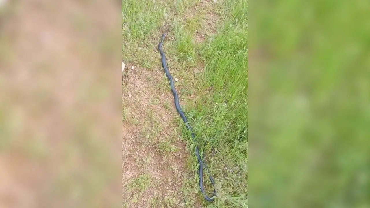 Diyarbakır’da kış uykusundan uyanan dev misafir paniğe neden oldu