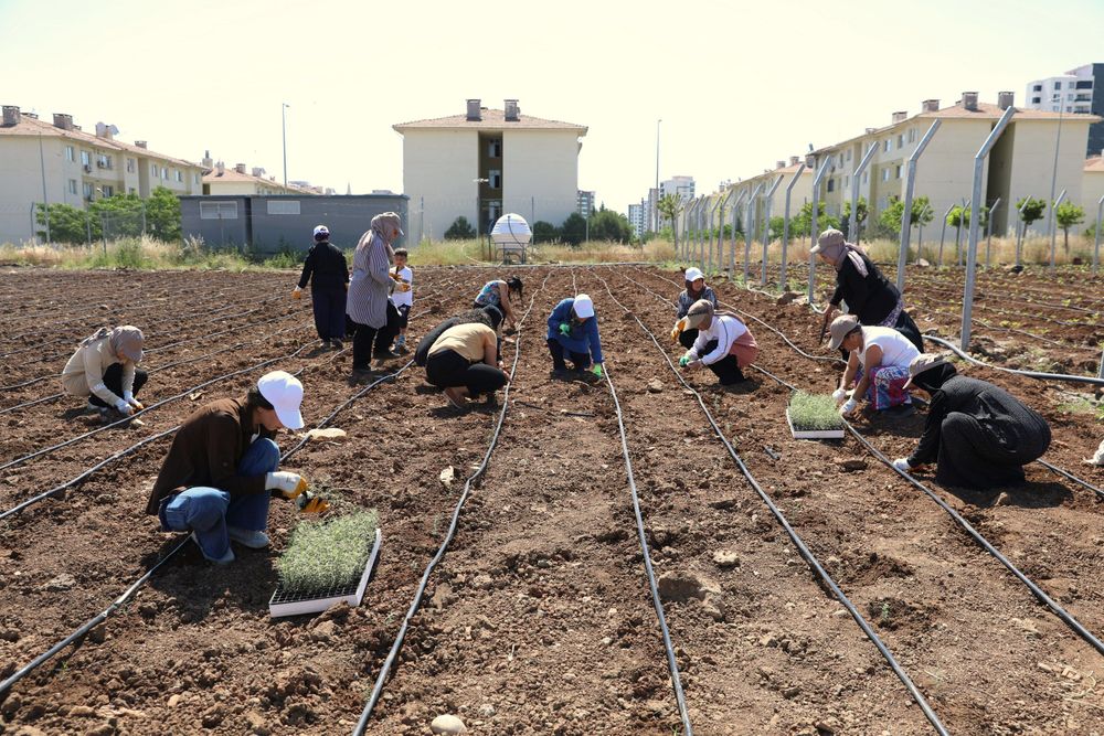 Diyarbakır'da Ezber Bozan Bostan: Hem Fideler Hem Dayanışma Toprakla Buluştu