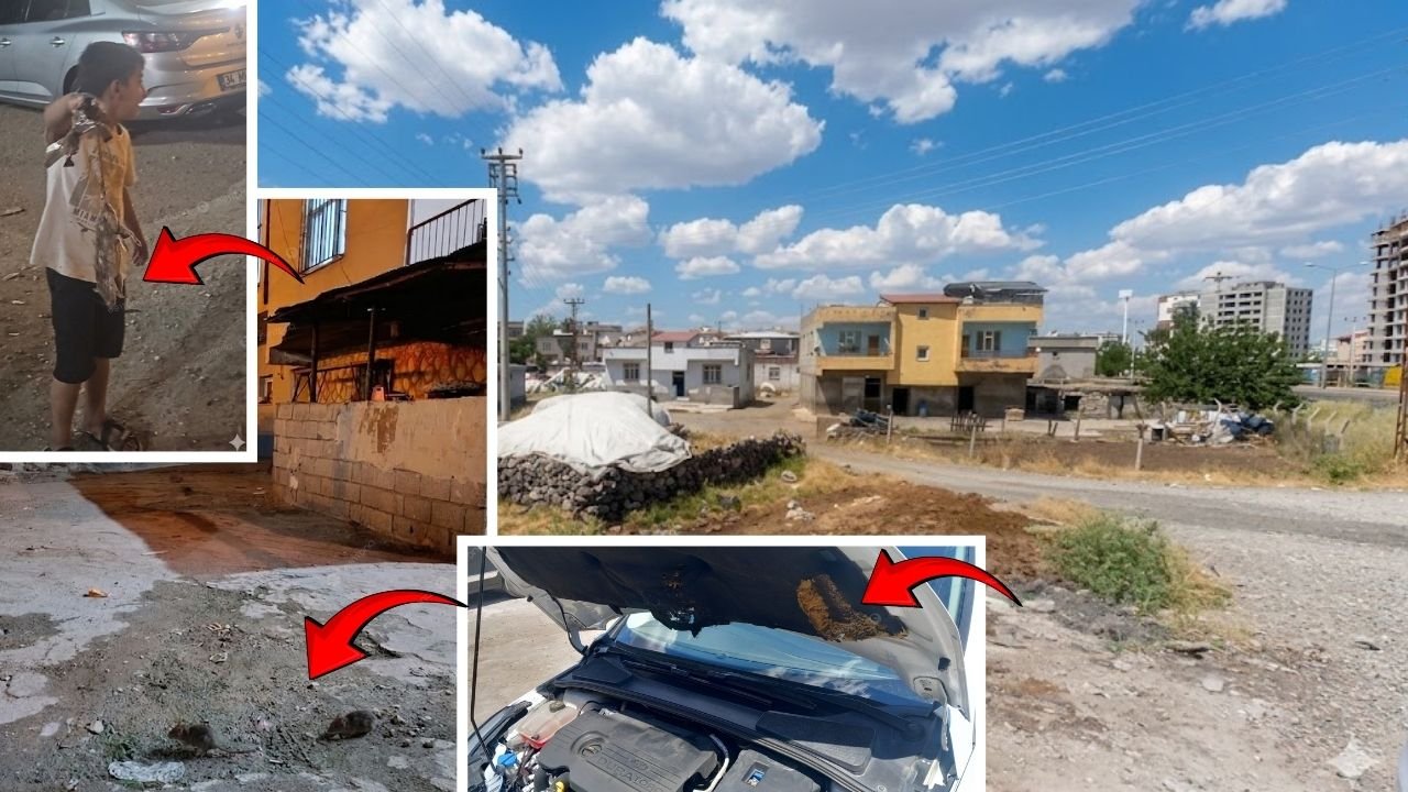 Diyarbakır'ın merkezinde yılan ve 'cirdon' nöbeti! Vatandaş tedirgin, kurumlar sessiz