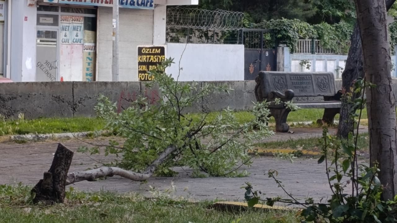 Diyarbakır’da parktaki ağaçlar tahrip edildi: Sorumluların bulunsun!