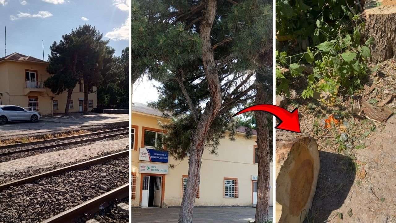 Peyzaj adı altında ağaç katliamı: Doğayı değil projenizi değiştirin