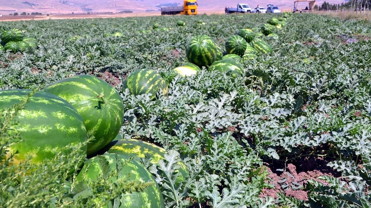 Diyarbakır'da karpuz hasadı; Tarlada 6 lira, tezgahta 30 lira