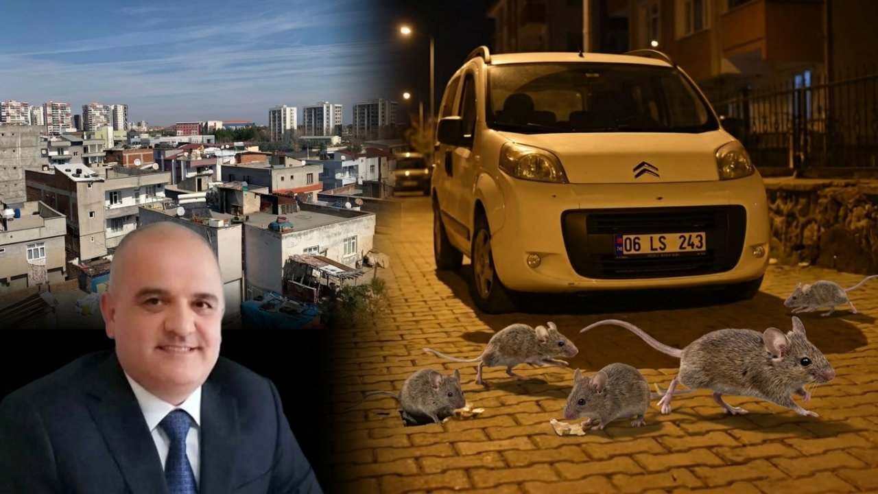 Diyarbakır’ın o mahallesini fareleri bastı; Çocuklar fare saldırısına uğradı, mahalleli nöbette!