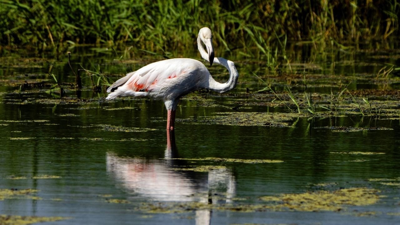 Diyarbakır’da Kabaklı Göleti’nde flamingo sürprizi: İlk kez görüntülendi