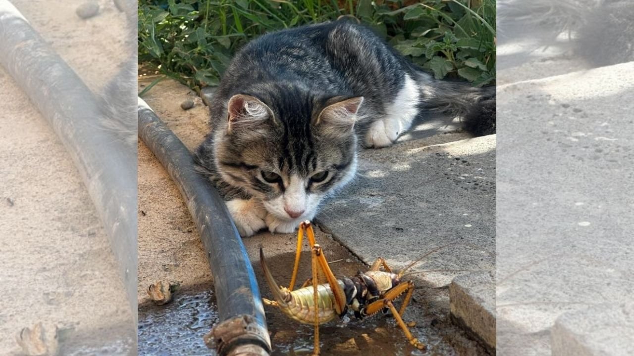 Yer Diyarbakır: Yavru kedi dev çekirgeyle böyle oynadı