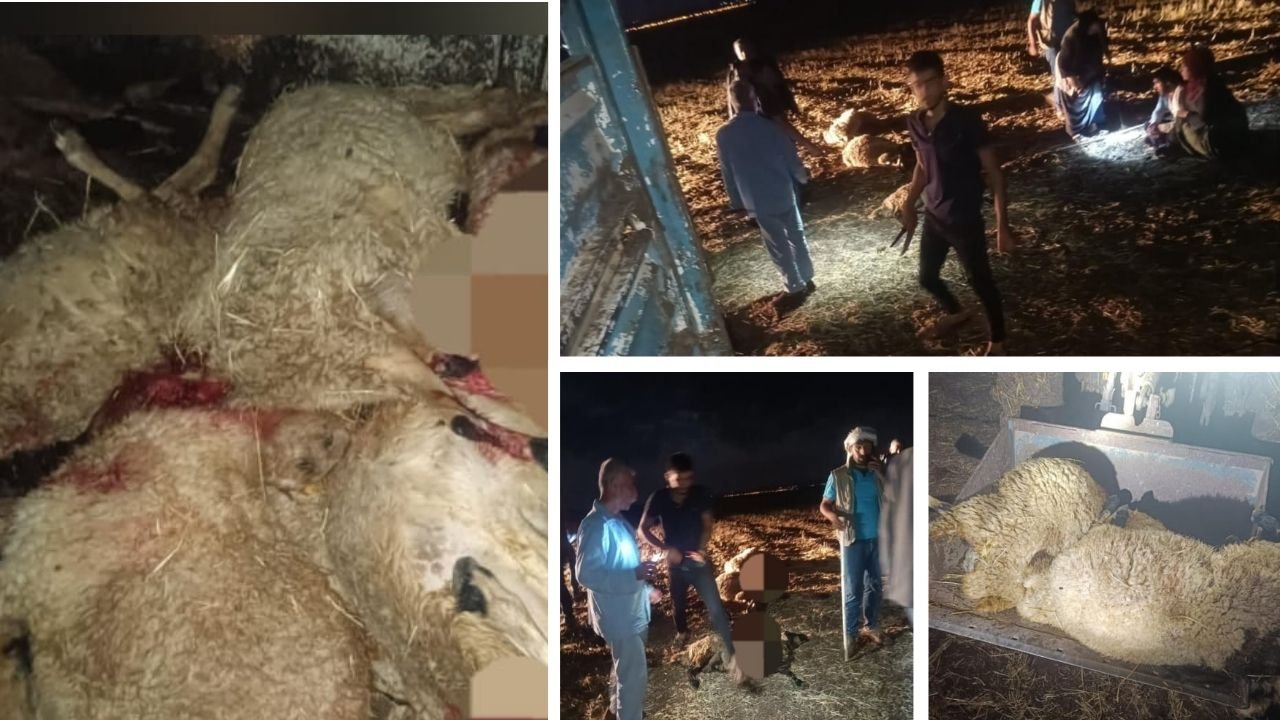 Diyarbakır’da yıldırım felaketi: 21 koyun öldü