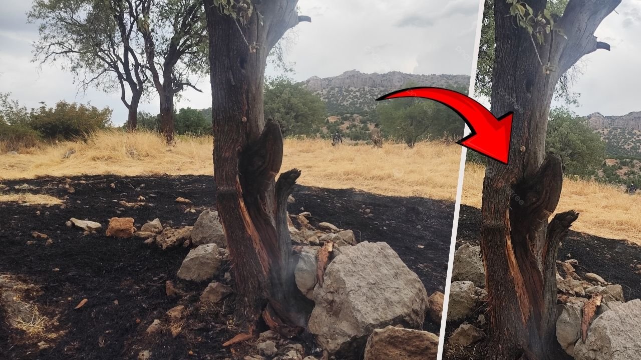 Diyarbakır Lice’de yıldırım yangına neden oldu