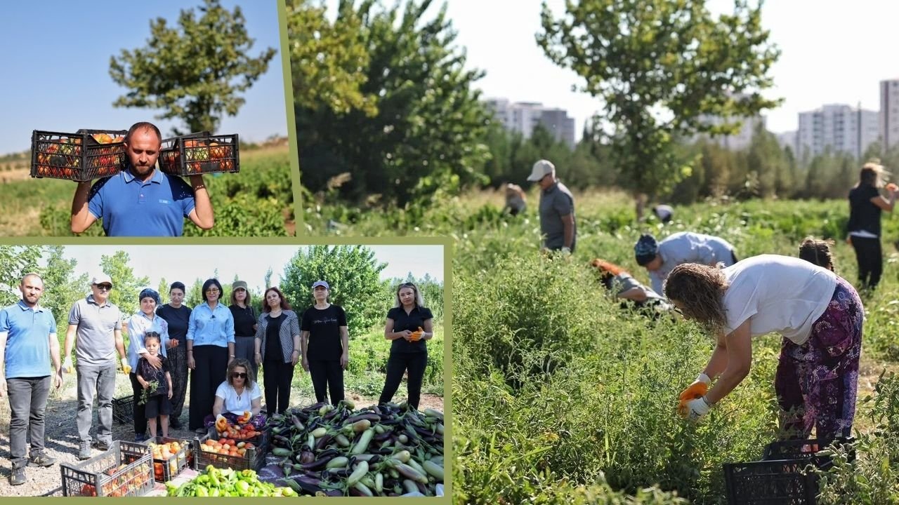 Diyarbakır’da yerel tohumların kullanıldığı bostanda hasat başladı