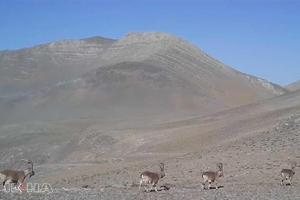 VİDEO HABER - Yaban keçilerinin geçit töreni kameralarda