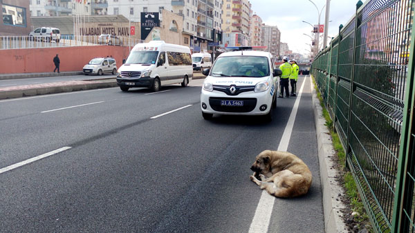 Refüjde mahsur kalan köpeğin yardımına polis koştu