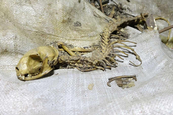 VİDEO HABER - Sur'da esrarengiz hayvan iskeleti bulundu
