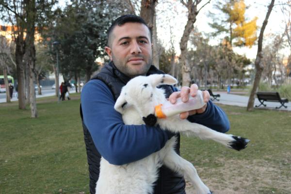 Anne karnından çıkardığı kuzuyu eliyle besliyor