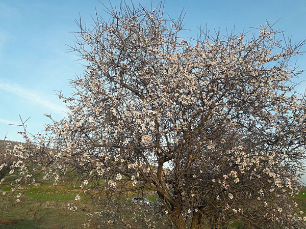 Badem ağaçları çiçek açtı