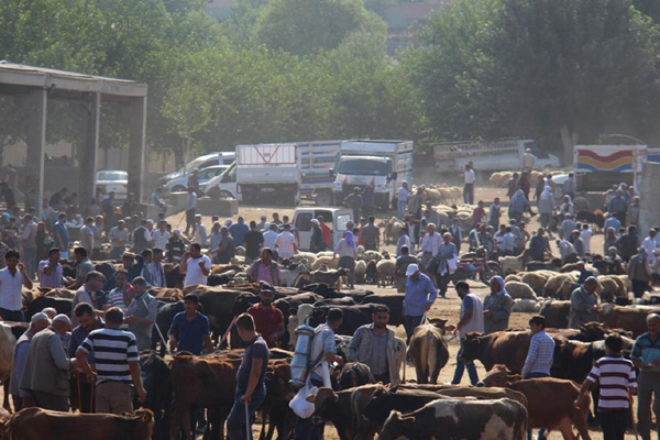 Diyarbakır'daki hayvan pazarı kapatıldı