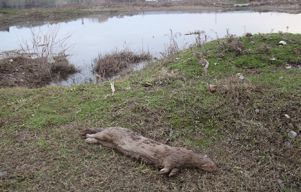 Video Haber: Nehir kenarında ölü su samuru bulundu