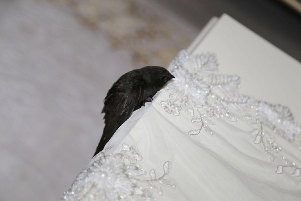 VİDEO HABER - Diyarbakır’da Ebabil kuşu bulundu