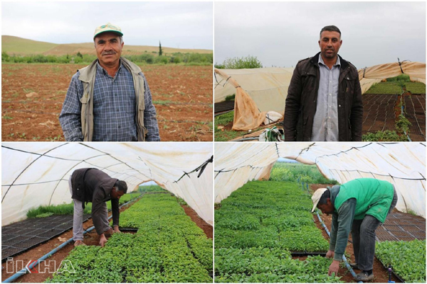 VİDEO HABER - Tarım işçileri hem oruç tutuyor hem tarlada çalışıyor