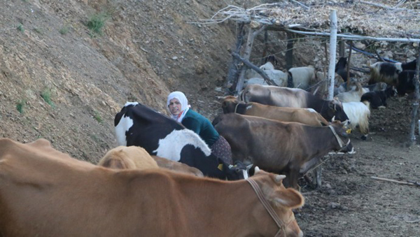 Köylüler süt ürünlerini toplamaya başladı
