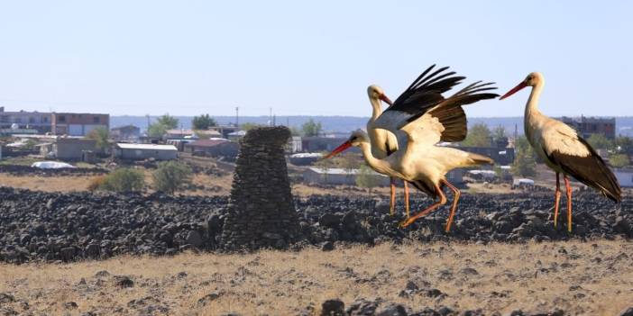Dicle’nin Kanatlı Misafirleri: Afrika’dan Diyarbakır’a uzanan göç yolculuğu