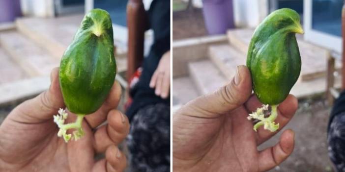 Diyarbakır’da ‘bir hikmet var’ dedirten olay; Kuş şeklinde salatalık
