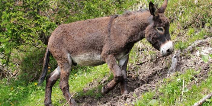 Diyarbakır’da eşeğin sürüklediği 6 yaşındaki çocuk öldü