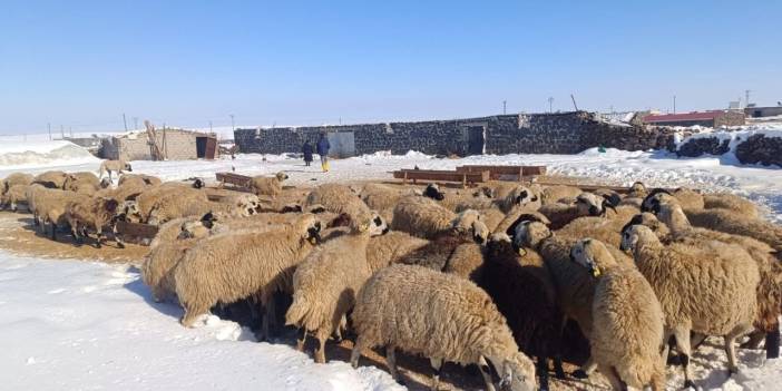 Karın ağırlığı ahırları yıktı: Yüzlerce kuzu dondurucu soğukta kaldı!