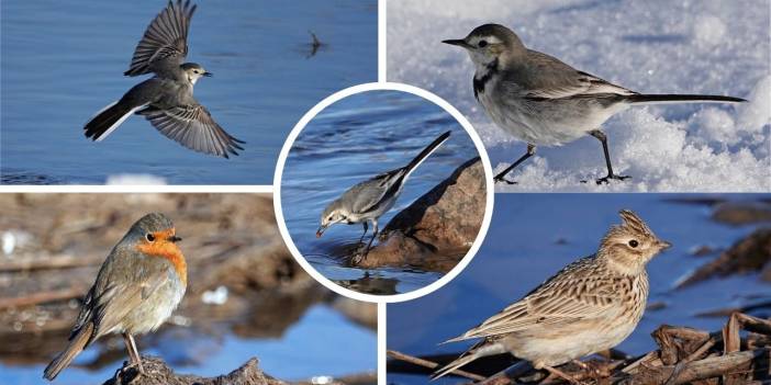 Dicle Vadisi’nde Beyaz Mücadele; Hevsel’in Sakinleri Yaşamın İzinde