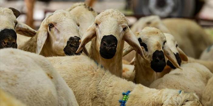 Hayrat Yardım Vakfı’ndan kurban seferberliği:  Kurban Beraber Olsun, İttihad-ı İslam’a Vesile Olsun