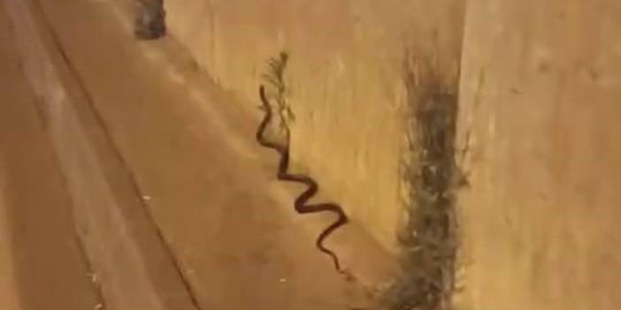 Diyarbakır'da dev yılan paniği