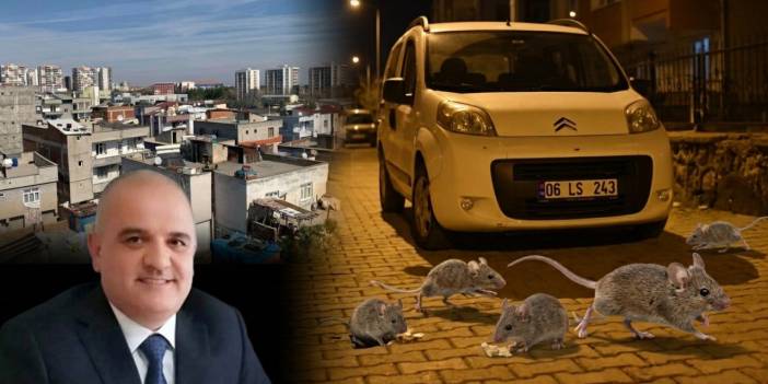 Diyarbakır’ın o mahallesini fareleri bastı; Çocuklar fare saldırısına uğradı, mahalleli nöbette!