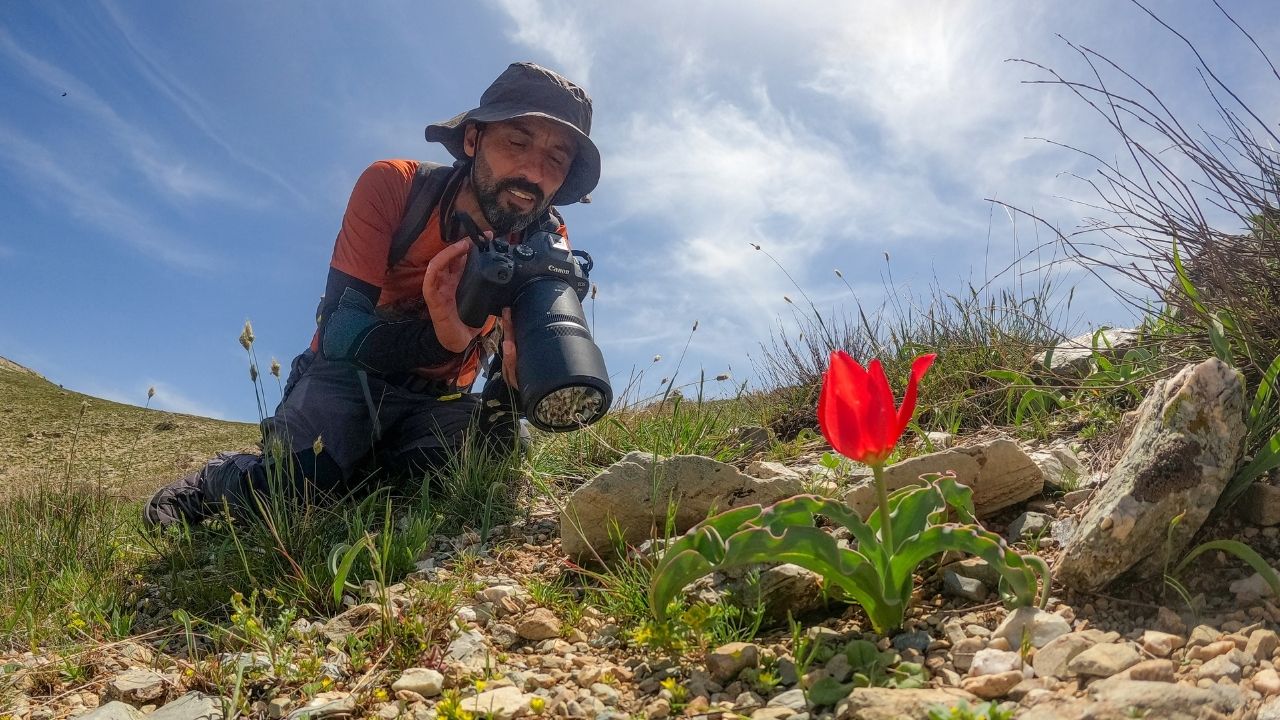 ters-lale-yeni-tur2.jpg