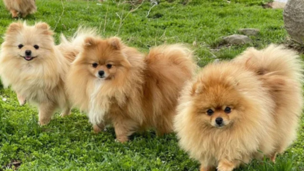 pomeranian-kopek1.jpg