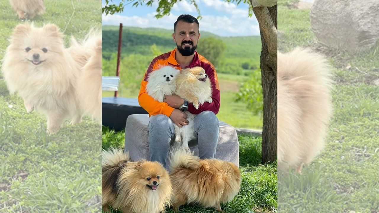 pomeranian-kopek2.jpg