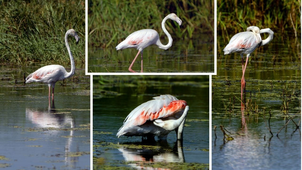 flamingo2.jpg